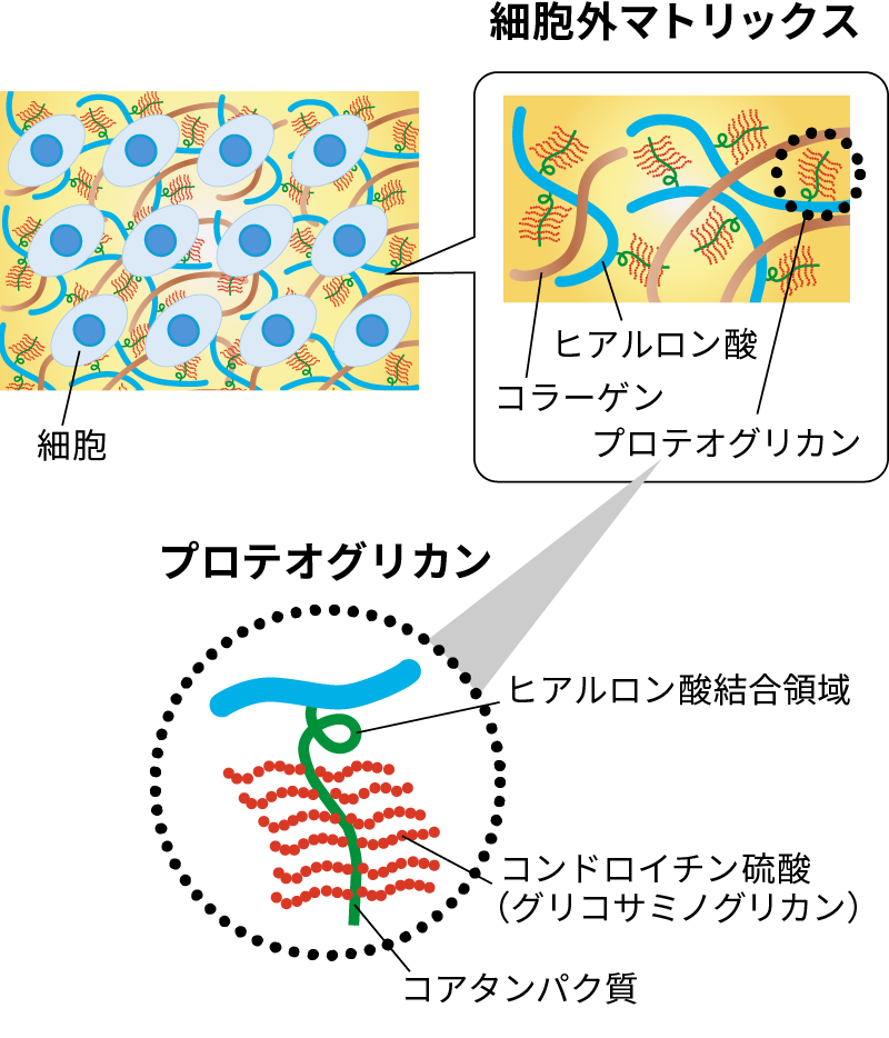 細胞外マトリックス、プロテオグリカンの模式図